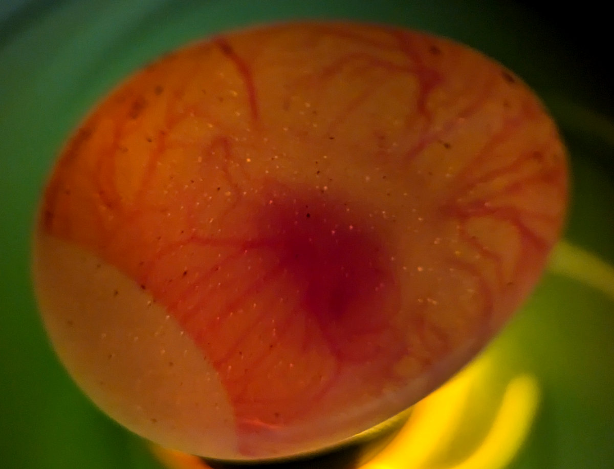 A quail egg being candled on day 5 to check developing embryo.
