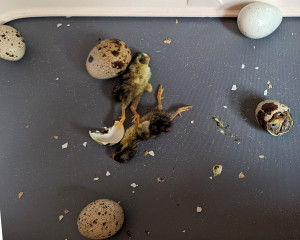 It is a sad reality that some baby quail chickens will die.