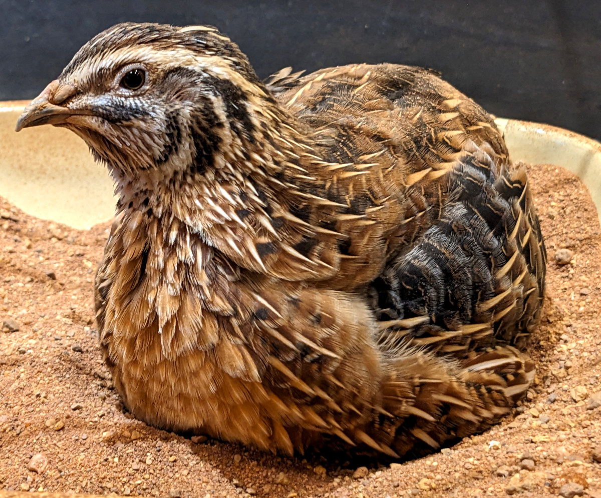 A quail in close up