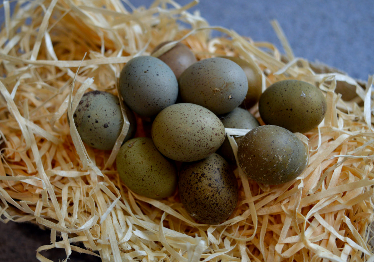 a nest of quails eggs